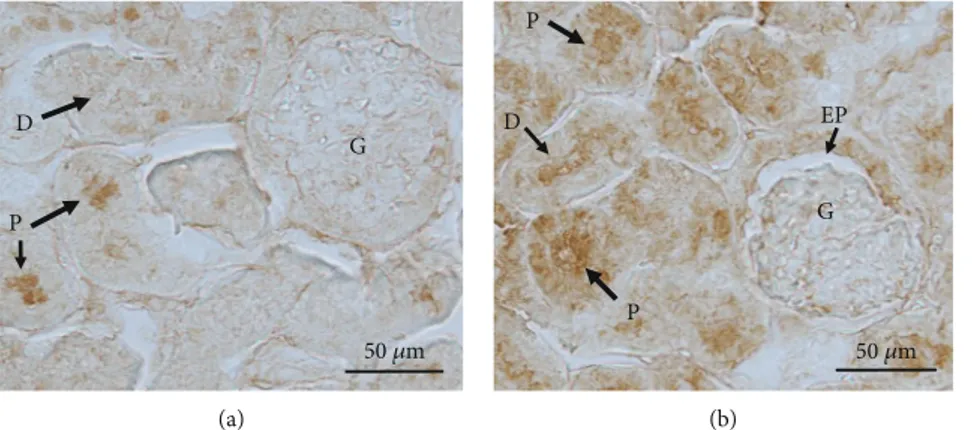 Figure 4: Representative immunohistochemical detection of GSH in rat kidney. Rats were orally administered 1 mg/kg/day ADT or vehicle