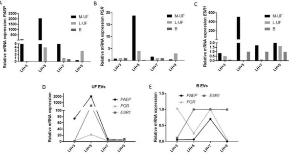 Figure 4. Relative expression of Progestagen Associated Endometrial Protein (PAEP), Progesteron Receptor (PGR) and Estrogen Receptor-1 (ESR1) in UF and B across the cycle phases