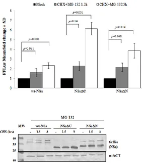 Figure  3.  Effects  of  the  proteasome  inhibitor  MG-132  on  NSs  deleted  mutants  were  evaluated