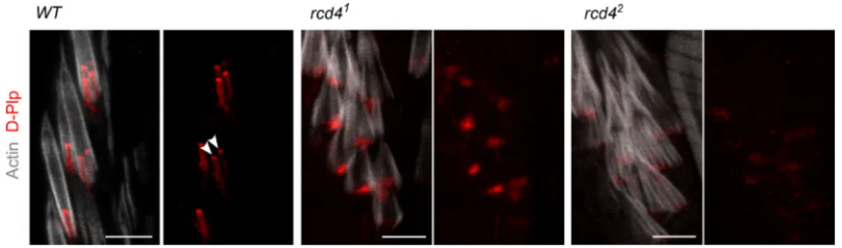 Figure S2. Disrupted D-Plp staining is indicative of defective basal bodies in rcd4-mutant fChOs