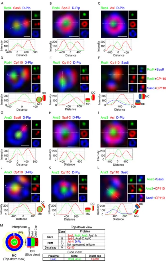 Figure 5. Rcd4 and Ana3 localize to the centriole lumen above the cartwheel. (A–L) 3D-SIM images of interphase D.Mel-2 cells expressing Rcd4-GFP and GFP-Ana3 (expressed under constitutive actin-5C promoter) relative to zone I marker Sas6 (A and G), zone II