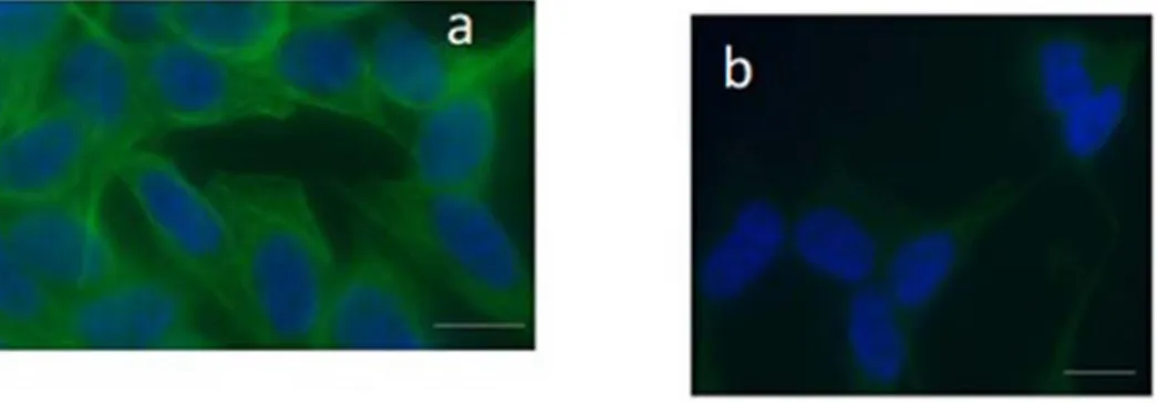 Figure 2. Immuno ﬂuorescence staining in the neuroblastoma SH-SY5Y cells using a monoclonal anti-tubulin antibody
