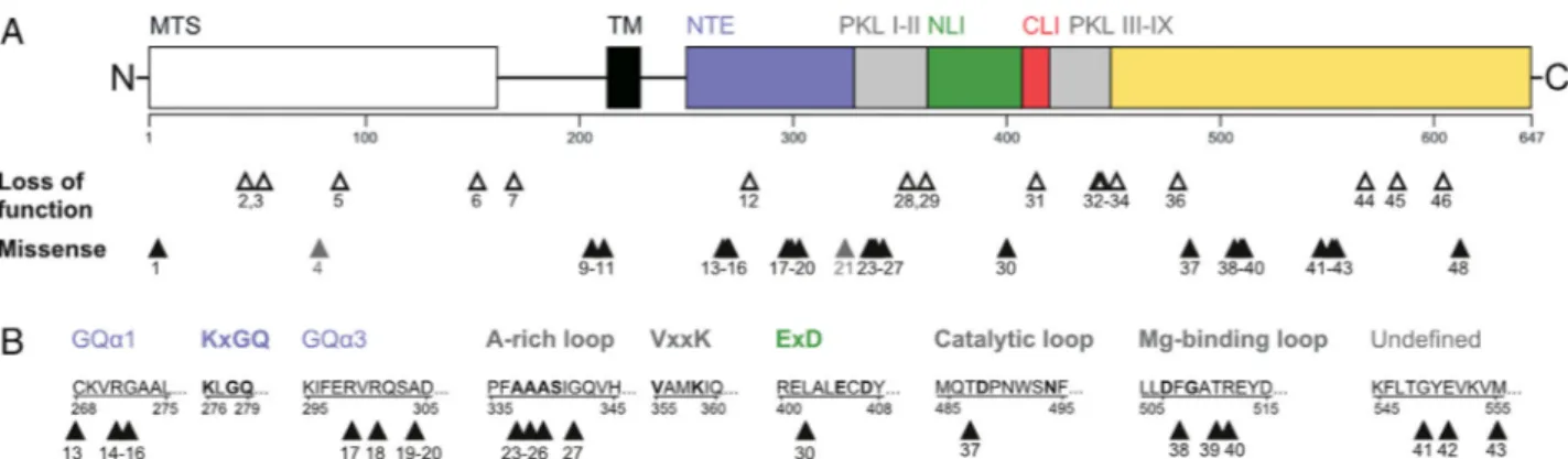 FIGURE 1: Coenzyme COQ8A variants across protein domains. (A) Graphical overview of all variants in this study in relation to COQ8A protein structure and domains, including the mitochondrial targeting sequence (MTS), the transmembrane domain (TM), subdomai