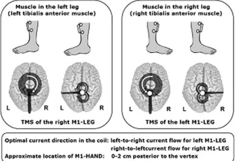 Fig. 5. Coil placement for MT determination of a leg muscle (from Groppa et al., 2012 – with permission).