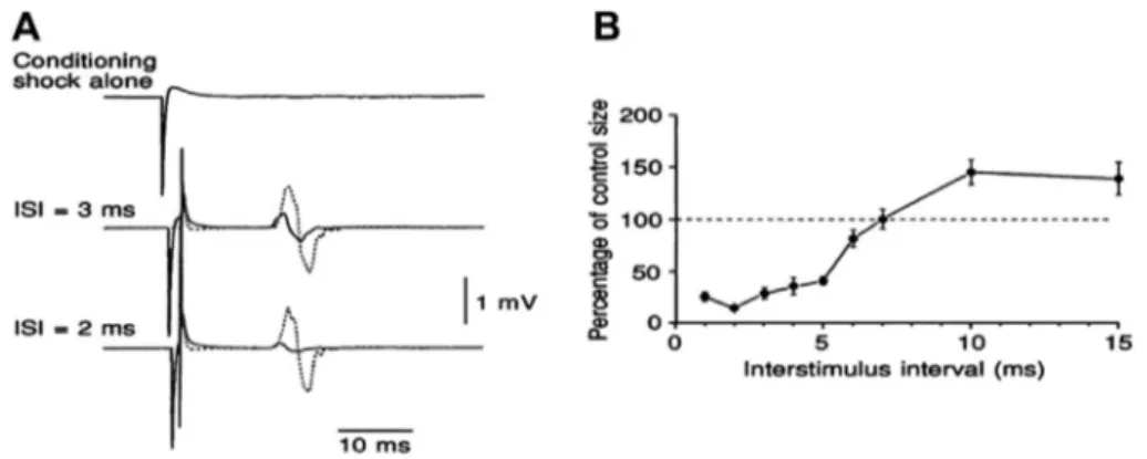 Fig. 12. EMG responses to TMS in relaxed ﬁrst dorsal interosseous muscle are inhibited by a prior, subthreshold, magnetic conditioning stimulus (from Kujirai et al., 1993 – with permission)