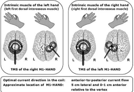 Fig. 4. Coil placement for MT determination of an intrinsic hand muscle (from Groppa et al., 2012 – with permission)