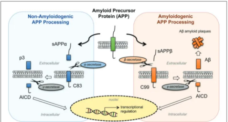 FIGURE 1 |  Processing of amyloid precursor protein (APP). APP is 