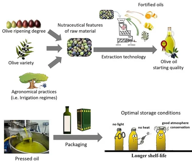 Figure 2. Main parameters that can influence olive oil shelf life: Characteristics of olive oil before 