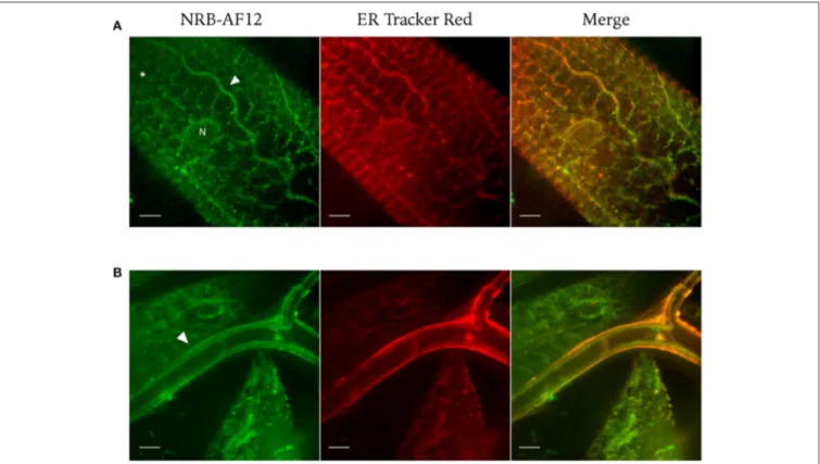 FIGURE 9 | Confocal live imaging of Drosophila (A) muscles and (B) tracheal system labeled with NRB-AF12 (green) and ER-Tr red (red)
