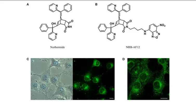 FIGURE 1 | Chemical structures of (A) Norbormide and (B) its fluorescent derivative NRB-AF12
