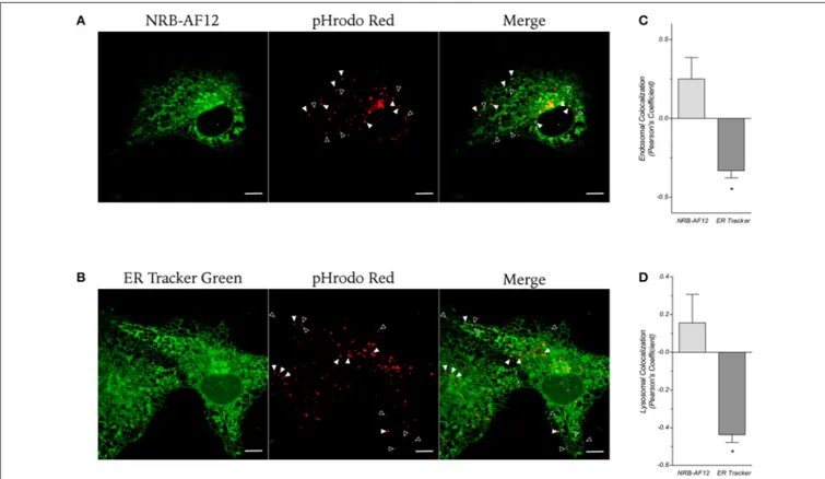 FIGURE 7 | Confocal live cell microphotographs of LX2 cells stained with the fluorescent dye for endosomal (empty arrowhead) and lysosomal (full arrowhead) compartments pHrodo red and (A) NRB-AF12 or (B) ER-Tr green