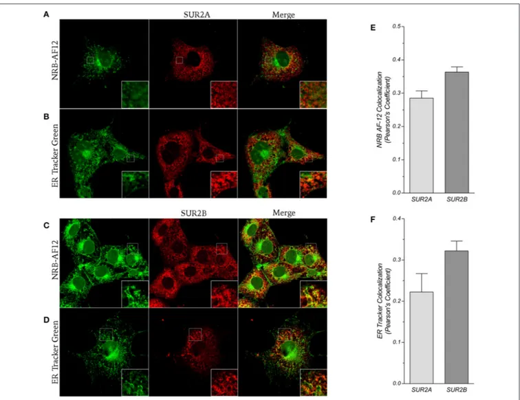 FIGURE 8 | (A,B) Confocal pictures of LX2 fixed cells immunostained for the K ATP channels subunit SUR2A and counter-labeled with (A) NRB-AF12 or (B) ER-Tr