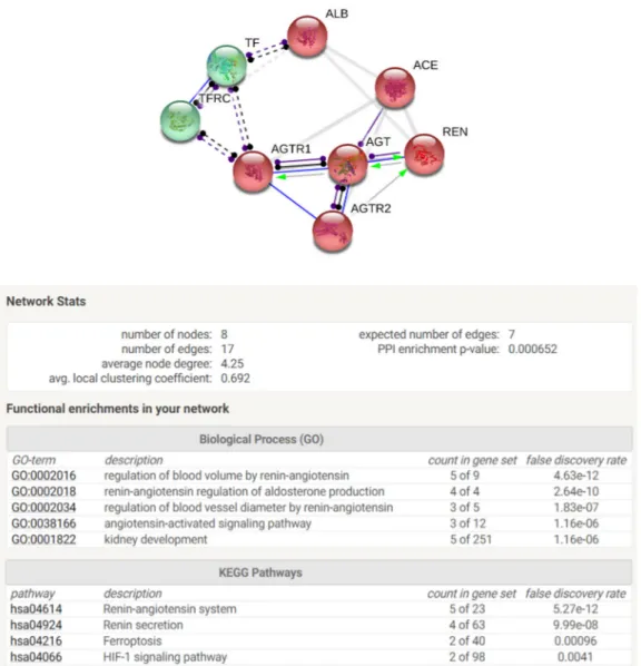 Figure 5. STRING analysis of the differentially abundant proteins reporting protein network with  relative stats and functional enrichment by Biological Process and KEGG pathways