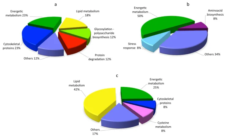 Fig. 5    Classification of the identified proteins into functional groups. The pie charts show percentage distribution of the DAPs after BFA a, IKA 