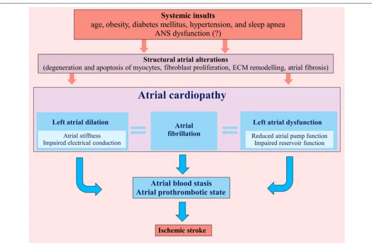 FIGURE 1 | Pathogenic mechanisms determining atrial cardiopathy and favoring an atrial prothrombotic state that can lead to ischemic stroke