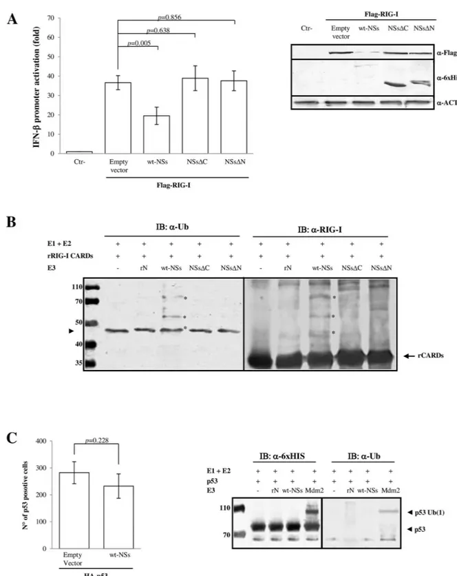 Fig 1. NSs acts as E3 ubiquitin ligase on RIG-I CARDs. Toscana virus NSs inhibits the IFN- β promoter activation through the RIG-I signalling pathway mediating its degradation