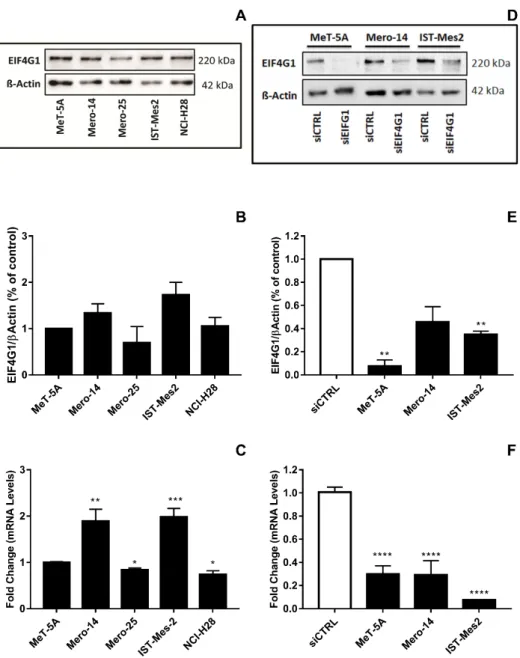 Figure 1. Expression of EIF4G1 in non-malignant MeT-5A and a panel of malignant pleural  mesothelioma (MPM) cells, as Mero-14, Mero-25, IST-Mes2, and NCI-H28