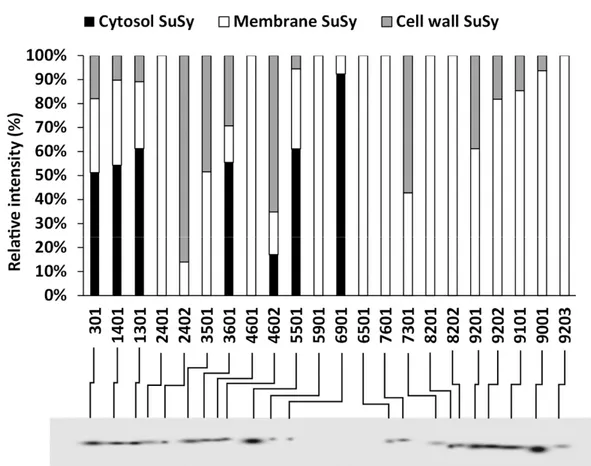 Figure 8. Alignment of SuSy spots obtained from the analysis of the two-dimensional electrophoresis of proteins of cytosol  (black bars), membranes (white bars) and the cell wall (grey bars) of nettle stem samples