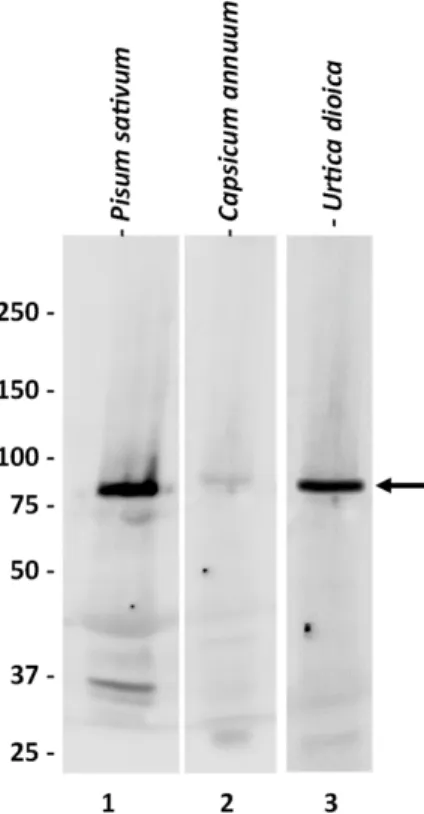 Figure 1. Western blot analysis of the specificity of the commercial antibody against sus-1 of Ara-