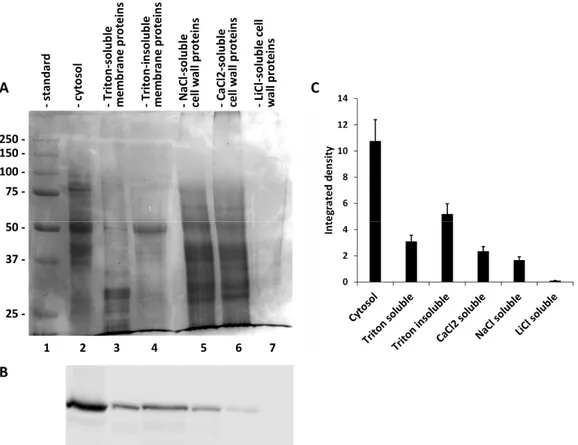 Figure 4. (A) Gel electrophoresis assessment of protein fractions obtained using differential extraction from nettle stems