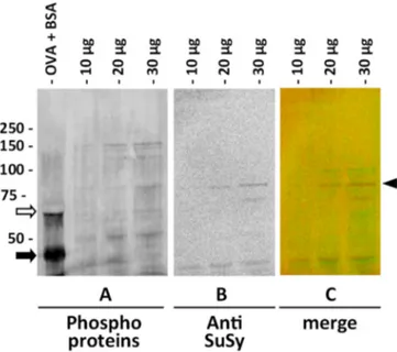 Figure 6. Test with the probe for phosphoprotein and immunoblotting with anti-sus-1 antibody on  the cytosolic extract of nettle stem