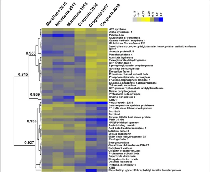 Fig. 5 Heatmap hierarchical clustering of the 51 proteins changing signi ﬁcantly between Crognola and Morellona across the 3 years of study