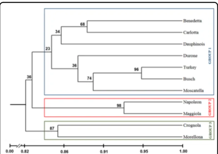 Fig. 1 Dendrogram derived from the genotyping assay (UPGMA method) using SSR markers speci ﬁc for genomic regions with a high coef ﬁcient of polymorphism