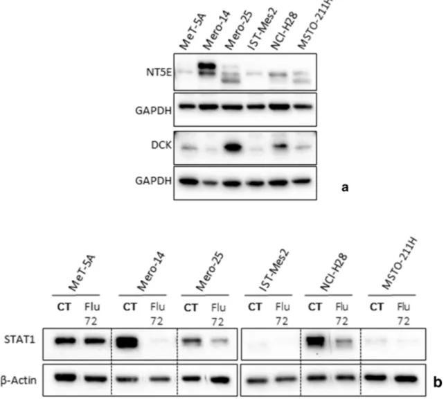Fig. 5 Fludarabine (F-araA) treatment: Examination of DCK, NT5E, and STAT1, in non-malignant MeT-5A and MPM cells (A) Expression of NT5E and DCK, the main enzyme involved in the biotransformation of F-araA, at the basal level