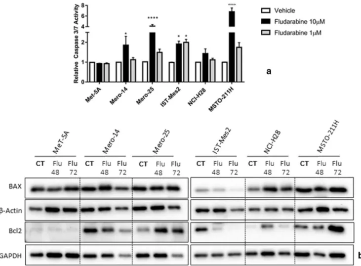 Fig. 4 Apoptosis markers in MeT-5A and MPM cells (as Mero-14, Mero-25, IST-Mes2, NCI-H28, and MSTO-211H) after the treatment with fludarabine (F-araA) (A) Caspase activities measured in MeT-5A and MPM cells 24 h after treatment with either vehicle