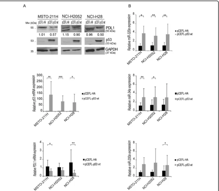 Fig. 5 p53 effect on PDL1 and miRNA expression in MPM cell lines. a MSTO-211H, NCI-H2052, and NCI-H28 were transfected with a p53 wt expression vector or its pCEFL-HA-empty vector as control