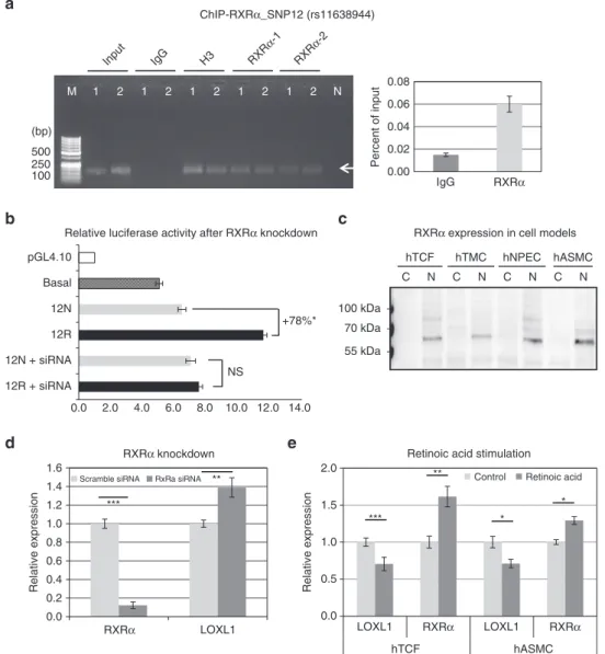 Figure 9 | RXRa inﬂuences LOXL1 expression by functioning as a transcriptional repressor