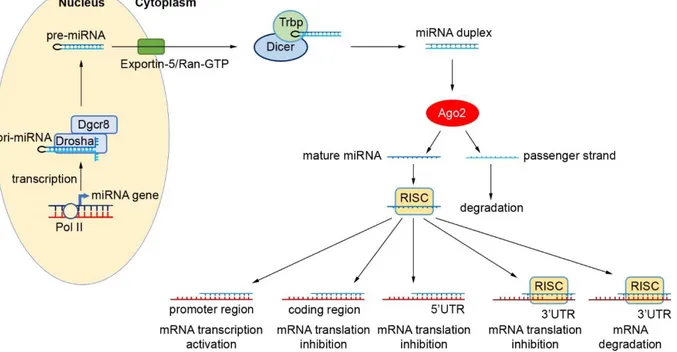 Figure 1. miRNA biogenesis and role in gene regulation. In the nucleus, primary miRNA (Pri-miRNA) is transcribed by 