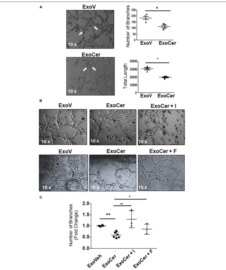 FIGURE 9 | Active SMPD1 in exosomes from JEG3 cells exposed to ceramide affect endothelial angiogenesis