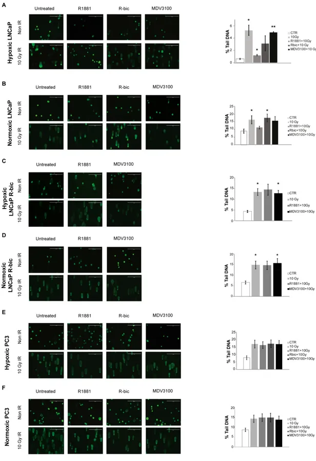 Figure 2. DNA damage assessment in the cell lines studied. Representative images of the different 