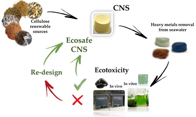Figure 5. Eco-design of nanostructured cellulose sponges (CNS) for the remediation of heavy  metal polluted seawater (modified by [45])