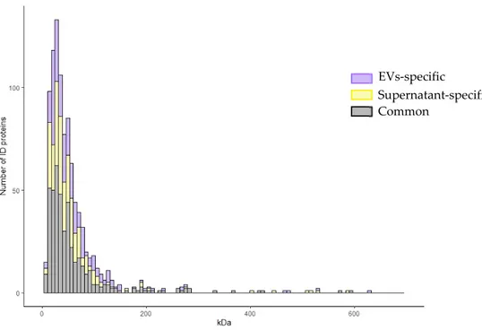 Figure 4. Frequency distribution of EVs identified proteins. Distribution of identified proteins,  exclusive or common to the vesicular and supernatant fractions, according to their molecular  weight on the x-axis and to their frequency on the y-axis