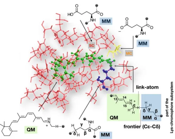 Fig. 2 Structure of the cavity and Lys-chromophore subsystems of a bovine rhodopsin QM/MM model constructed with a-ARM