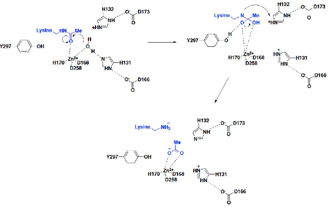 Figure 3. Mechanism of lysine deacetylation proposed by Finnin. 