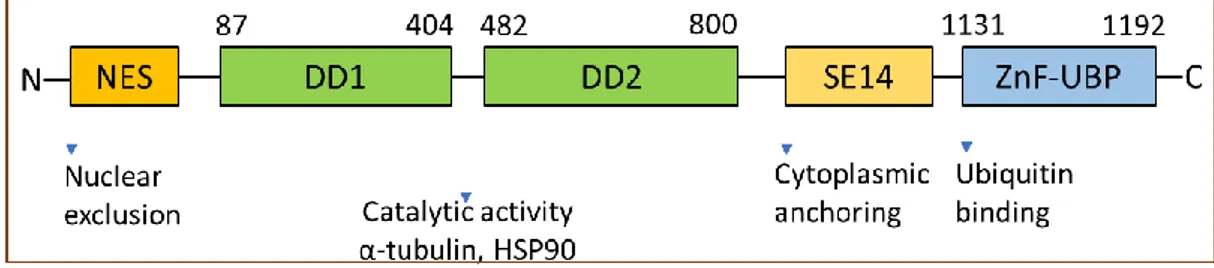 Figure 4. HDAC6 structure: domain organization and functions. 