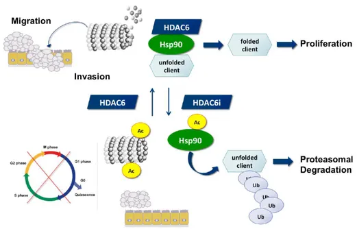 Figure 5. HDAC6 and its role in the acetylation status of HSP90 and α-tubulin 