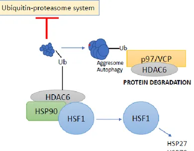 Figure 6. HDAC6-Ubiquitin interplay. 