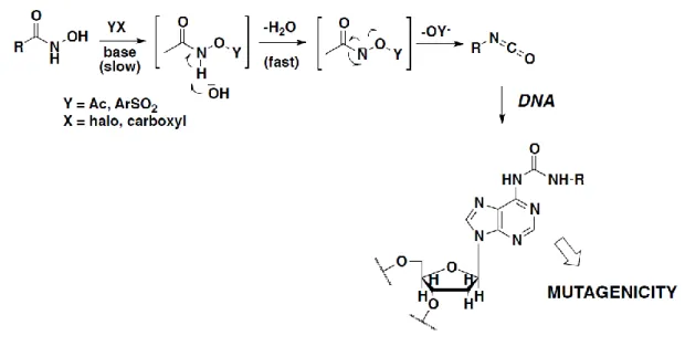 Figure 10. Mechanism of mutagenicity by HDACi  
