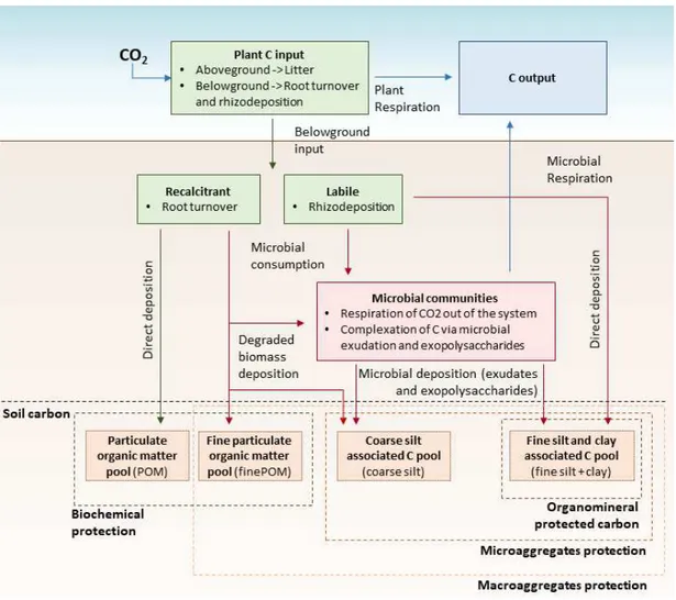 Figure 2: Flow chart of soil carbon (C) cycle and deposition/complexation in different soil fractions