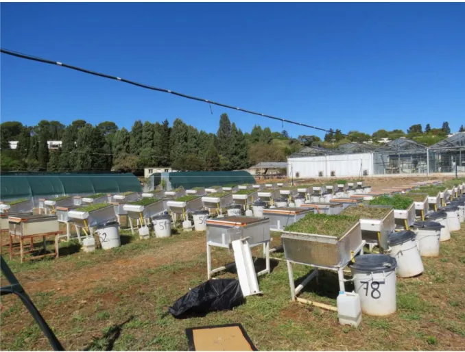 Figure 7: Experimental set up with 12 species grown in monoculture in grow-boxes. The picture shows two of the 746 
