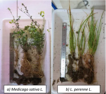 Figure 8: Species grown in  13 C constant labelling experiment sampled after 6 months for root traits assessment 