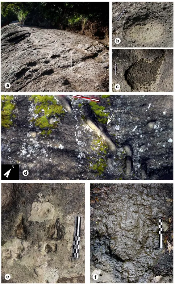 Fig. 7 - Foresta “Devil’s Trails” ichnosite, mammals fossil footprints. a-c) Proboscipeda panfamilia, eastern overview of the trackways  with the footprints left by a young straight-tusked elephant (Palaeoloxodon antiquus), the box shows the footprints ana
