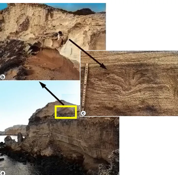 Fig. 3 - Bovid footprints of the Early Pleistocene aeolian deposits of Capo Mannu (central-western Sardinia)