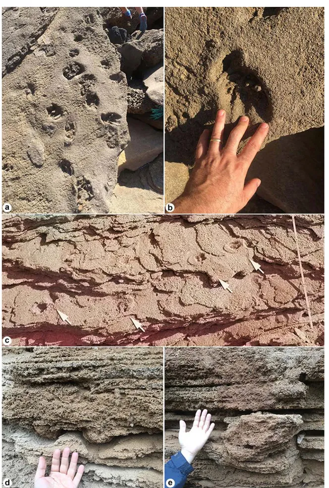 Fig. 4 - Footprints of large mammals from the Middle-Late Pleistocene of Sardinia. a-b) megacerine deer footprints from Pistis (photo  by Mr