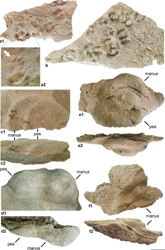 Fig. 5 - Middle-Late Pleistocene vertebrate ichnofossils of Sardinia. a) Bifidipes isp