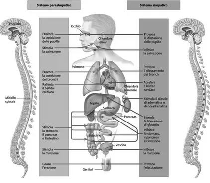 Fig. 2 - Il sistema nervoso autonomo